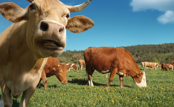 Guest post: Why should we eat grass-fed (instead of grain-fed) meat?