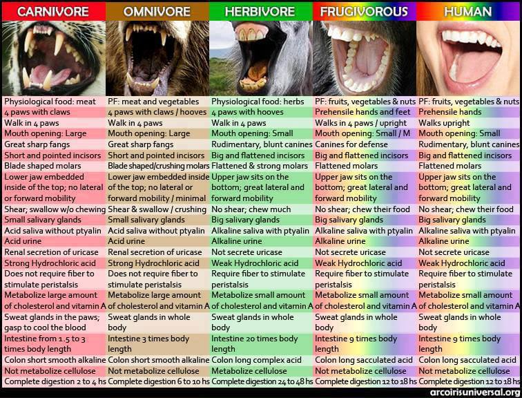 Vegans Teeth Argument