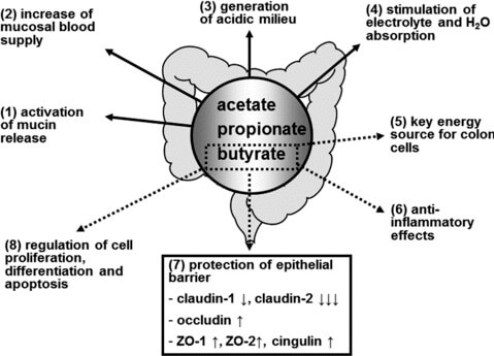 Figure-1-Effects-of-butyrate-in-the-gastrointestinal-tract-Acetate-propionate-and